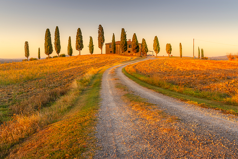 View of cypress trees in landscape near Pienza, Val d'Orcia, UNESCO World Heritage Site, Province of Siena, Tuscany, Italy, Europe