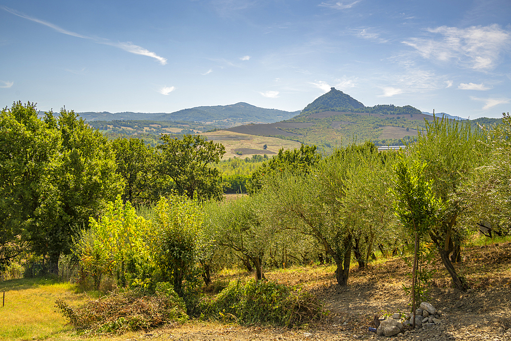 View of olive trees and countryside towards San Leo, Province of San Rimini, Emilia-Romagna, Italy, Europe