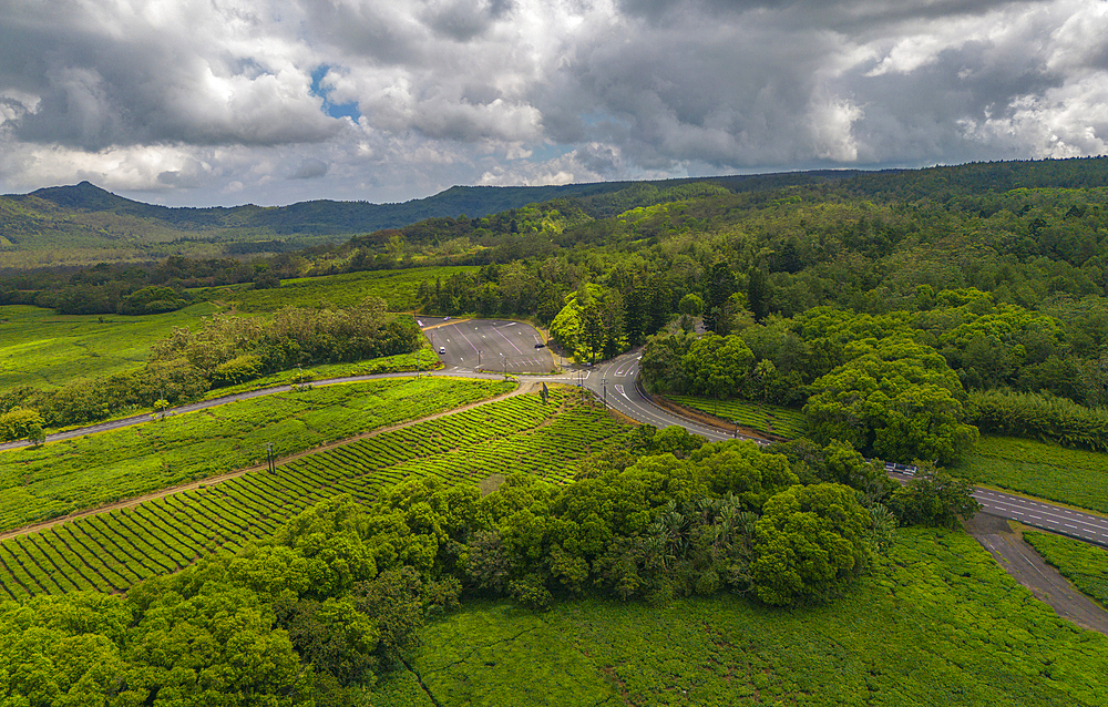 Aerial view of tea plantation near Bois Cheri Tea Factory, Mauritius, Indian Ocean, Africa