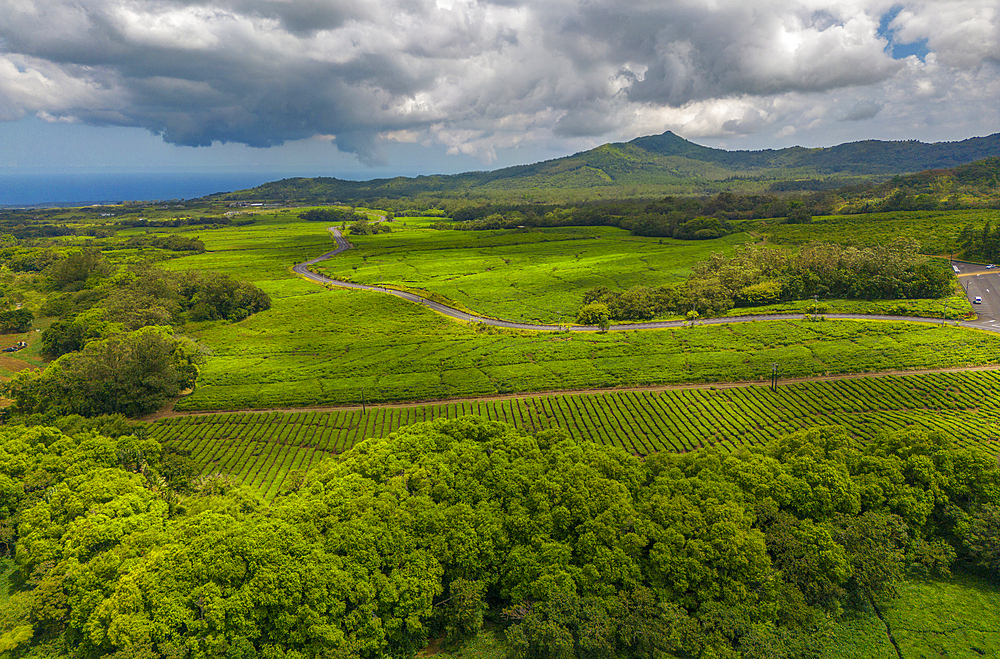 Aerial view of tea plantation near Bois Cheri Tea Factory, Mauritius, Indian Ocean, Africa