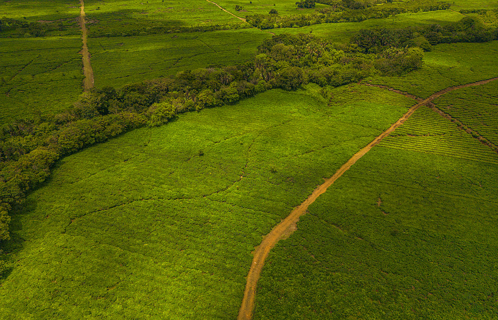 Aerial view of tea plantation near Bois Cheri Tea Factory, Mauritius, Indian Ocean, Africa