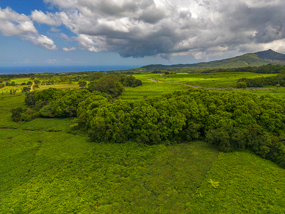 Aerial view of tea plantation near Bois Cheri Tea Factory, Mauritius, Indian Ocean, Africa