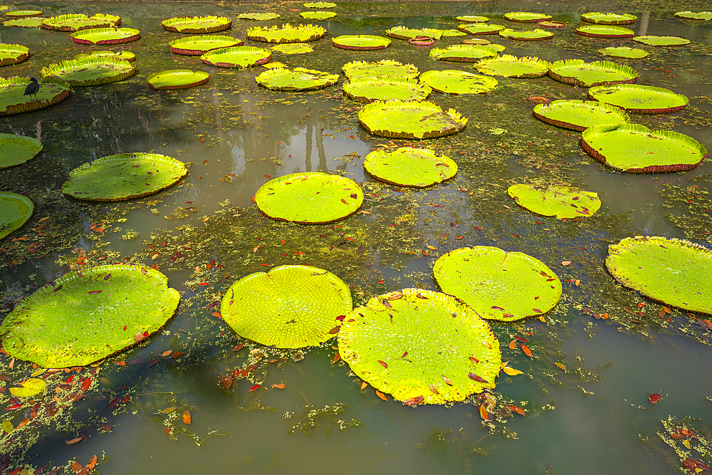 View of Giant Lilies Pond in Sir Seewoosagur Ramgoolam Botanical Garden, Mauritius, Indian Ocean, Africa