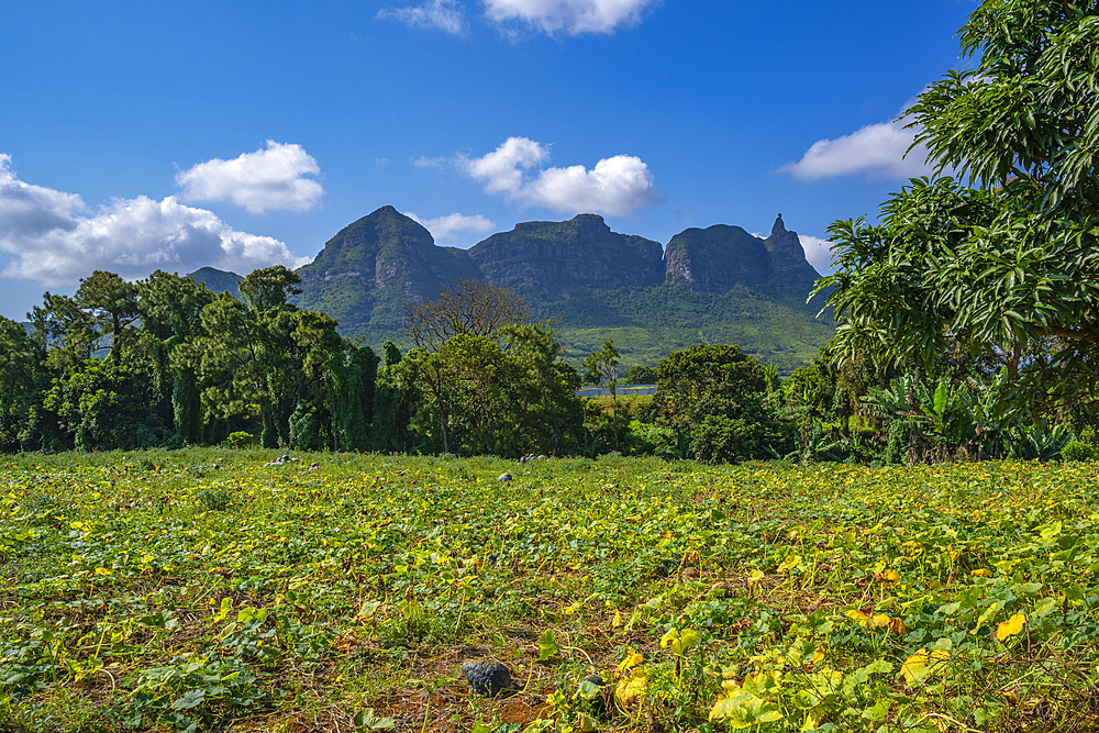 View of farm land and mountains from near Ripailles, Mauritius, Indian Ocean, Africa