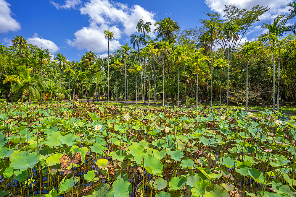 View of Sir Seewoosagur Ramgoolam Botanical Garden, Mauritius, Indian Ocean, Africa