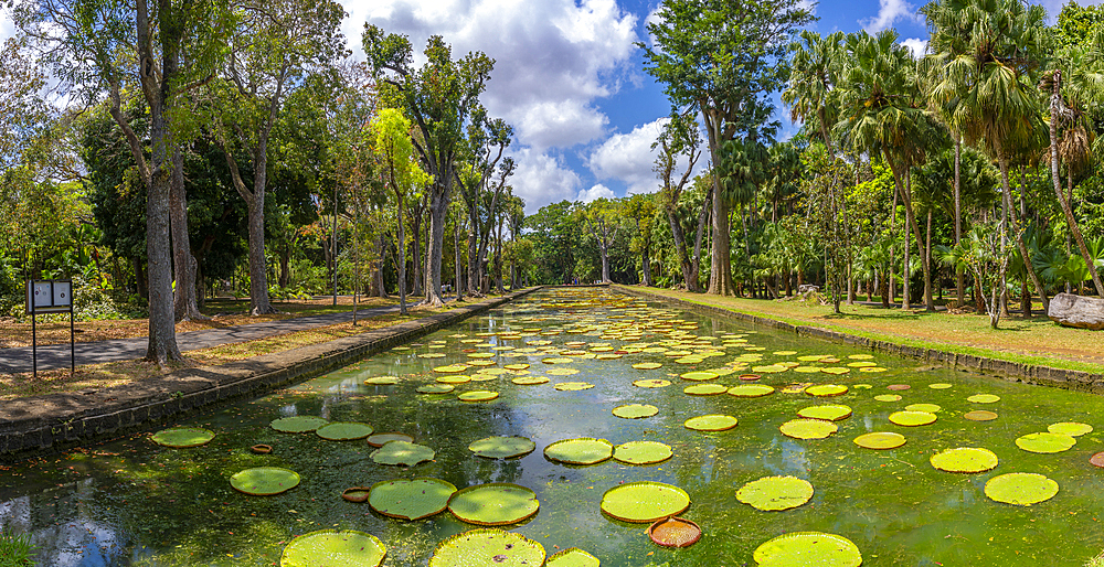 View of Giant Lilies Pond in Sir Seewoosagur Ramgoolam Botanical Garden, Mauritius, Indian Ocean, Africa