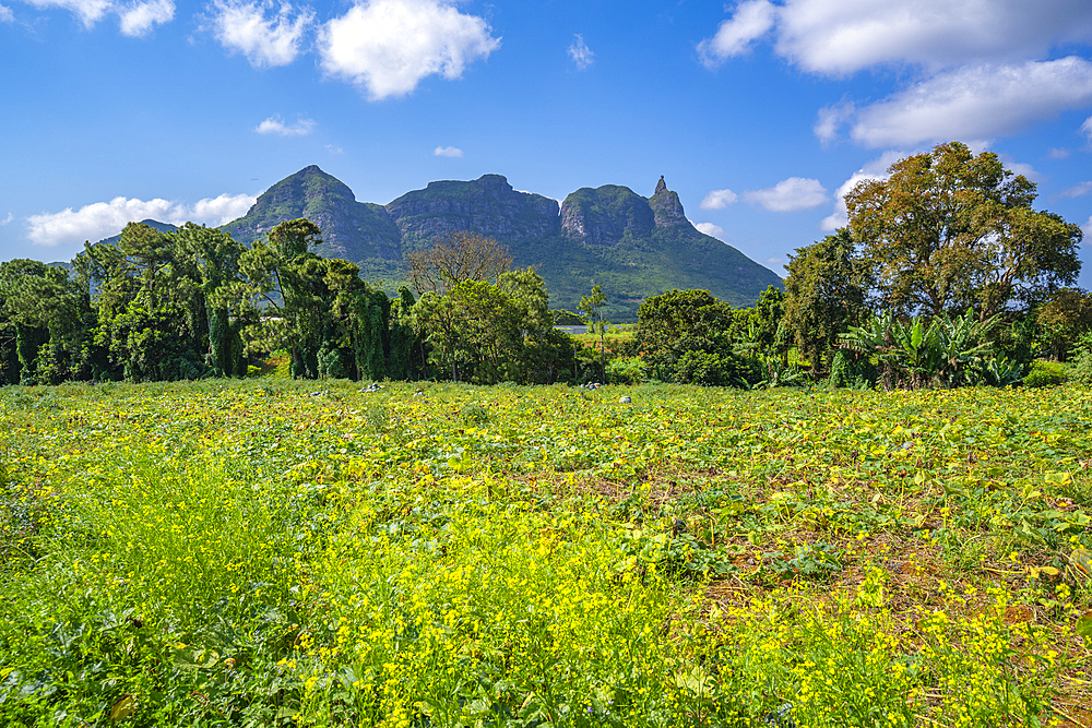 View of farm land and mountains from near Ripailles, Mauritius, Indian Ocean, Africa