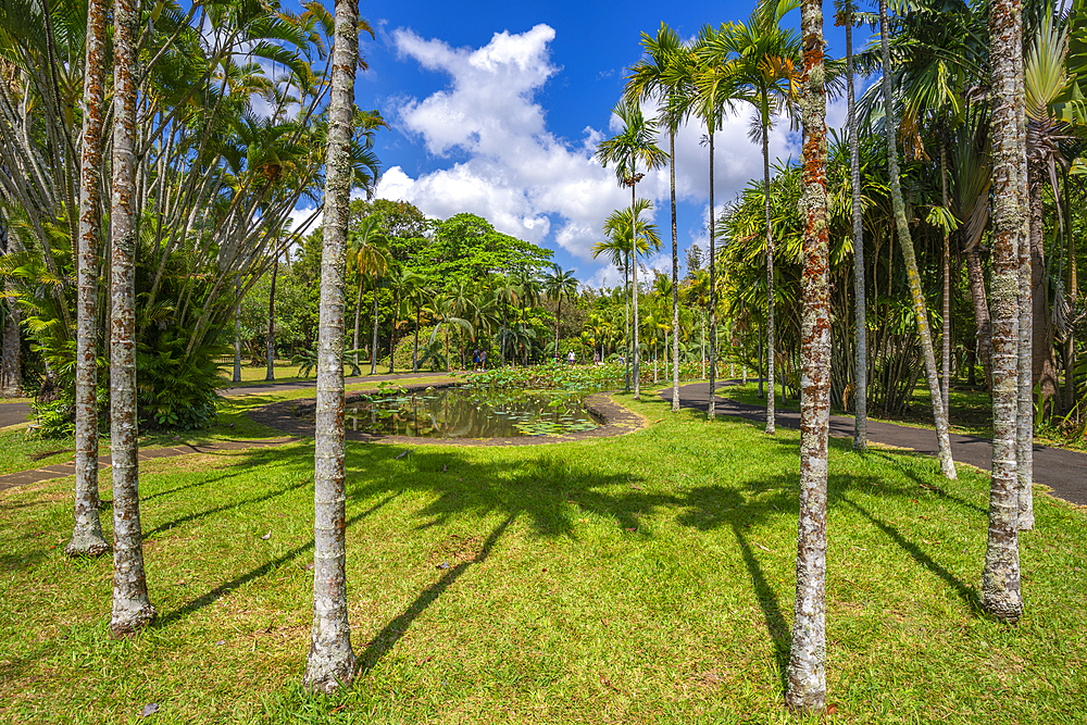 View of Sir Seewoosagur Ramgoolam Botanical Garden, Mauritius, Indian Ocean, Africa