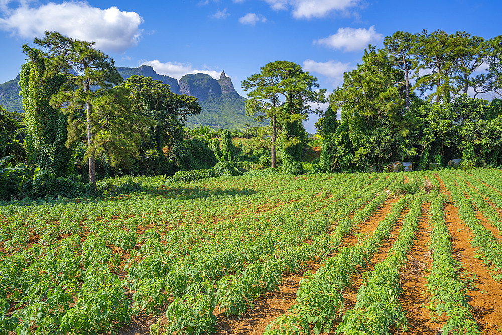 View of farm land and mountains from near Ripailles, Mauritius, Indian Ocean, Africa