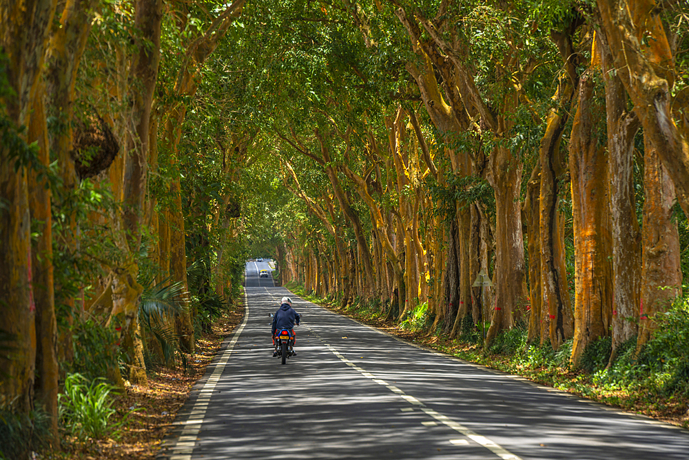 View of tree lined road near Sir Seewoosagur Ramgoolam Botanical Garden, Mauritius, Indian Ocean, Africa