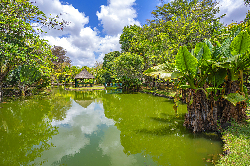 View of Sir Seewoosagur Ramgoolam Botanical Garden, Mauritius, Indian Ocean, Africa