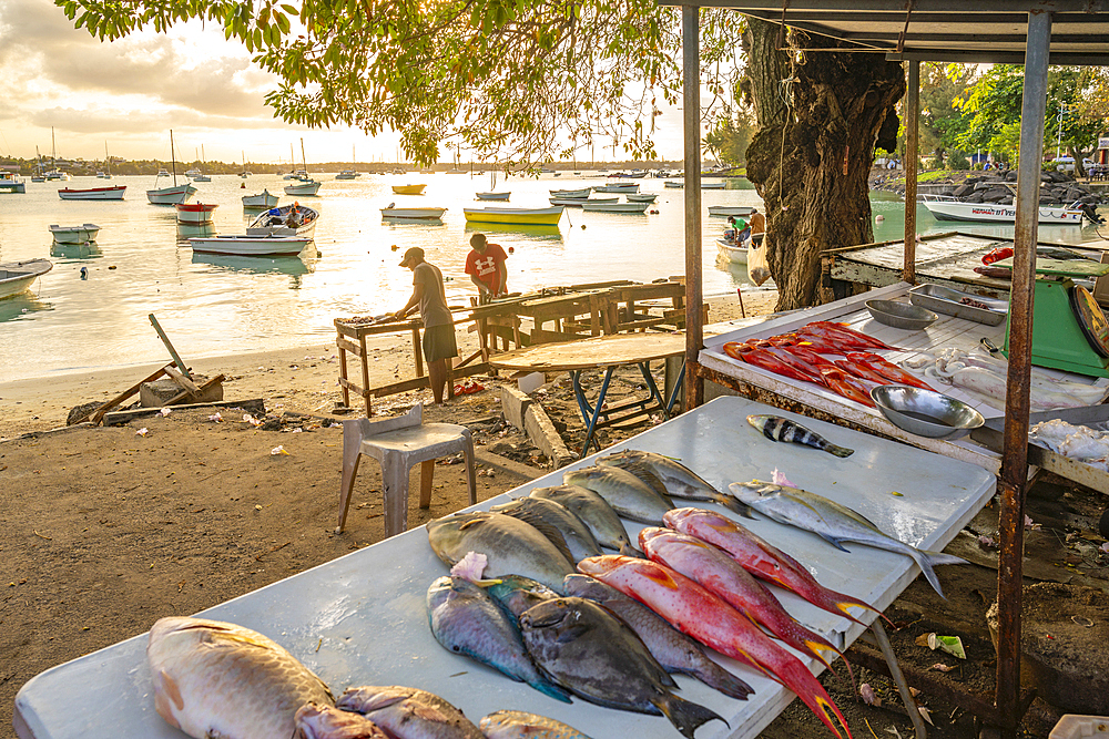 View of day's catch on fish stall in Grand Bay at golden hour, Mauritius, Indian Ocean, Africa