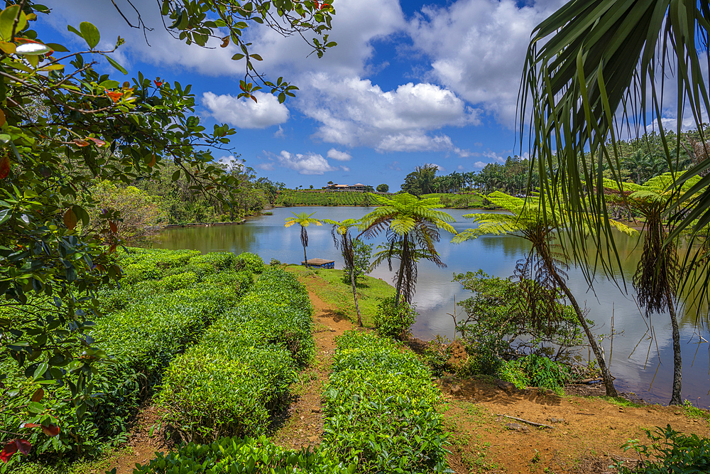 View of exterior of Bois Cheri Tea Estate, Savanne District, Mauritius, Indian Ocean, Africa