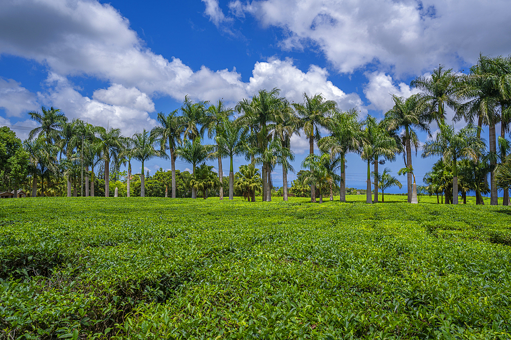 View of tea plants in field at Bois Cheri Tea Factory, Savanne District, Mauritius, Indian Ocean, Africa