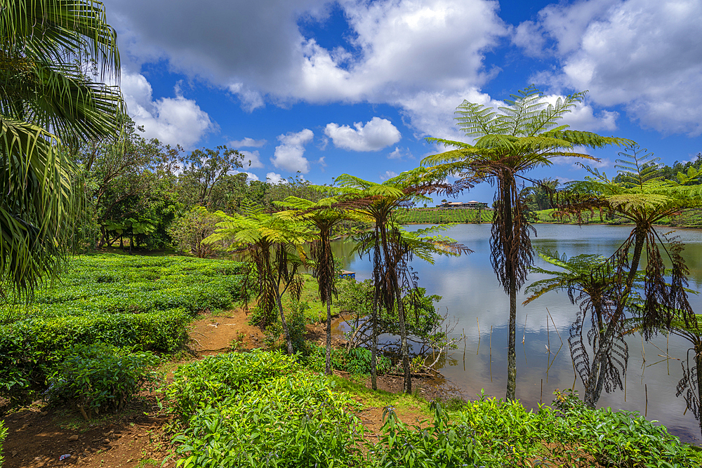 View of exterior of Bois Cheri Tea Estate, Savanne District, Mauritius, Indian Ocean, Africa