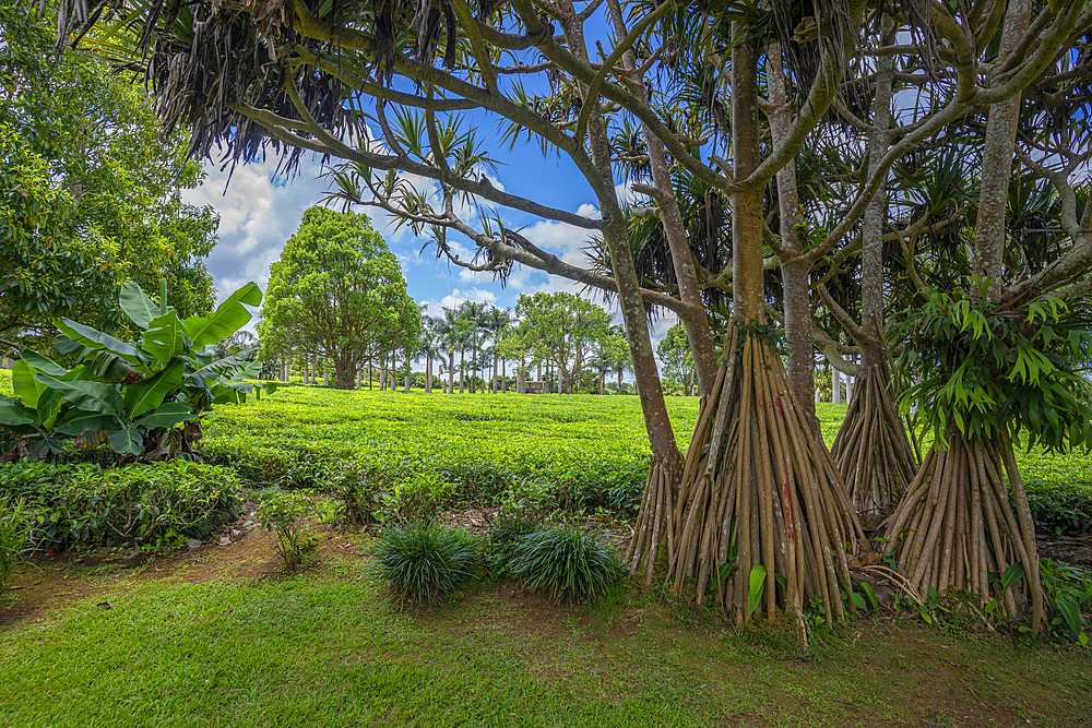 View of tea plants in field at Bois Cheri Tea Factory, Savanne District, Mauritius, Indian Ocean, Africa