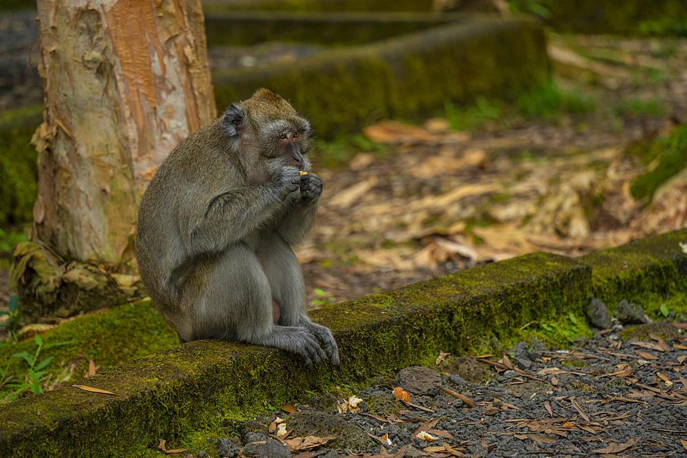 View of Mauritius Cynomolgus Monkey (Crab-eating Macaque), Savanne District, Mauritius, Indian Ocean, Africa