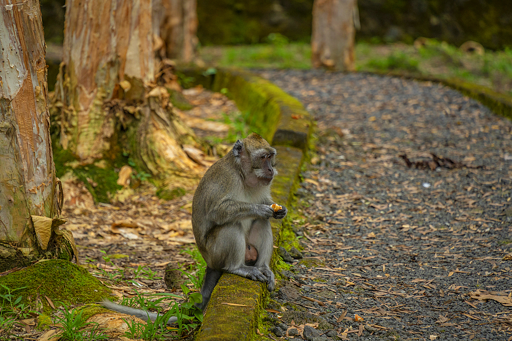 View of Mauritius Cynomolgus Monkey (Crab-eating Macaque), Savanne District, Mauritius, Indian Ocean, Africa