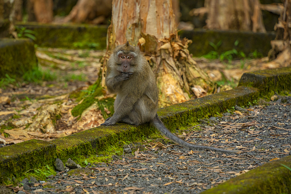 View of Mauritius Cynomolgus Monkey (Crab-eating Macaque), Savanne District, Mauritius, Indian Ocean, Africa