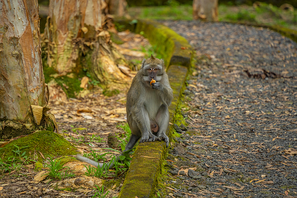 View of Mauritius Cynomolgus Monkey (Crab-eating Macaque), Savanne District, Mauritius, Indian Ocean, Africa