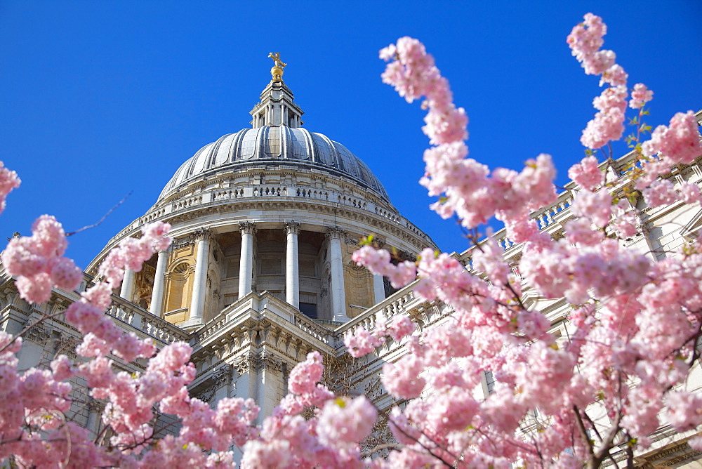 St. Paul's Cathedral and spring blossom, London, England, United Kingdom, Europe