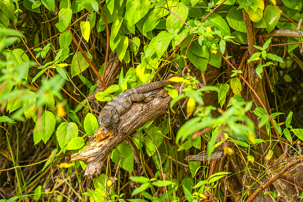 View of baby iguana in undergrowth near Puerto Morelos, Quintana Roo, Caribbean Coast, Yucatan Peninsula, Riviera Maya, Mexico, North America