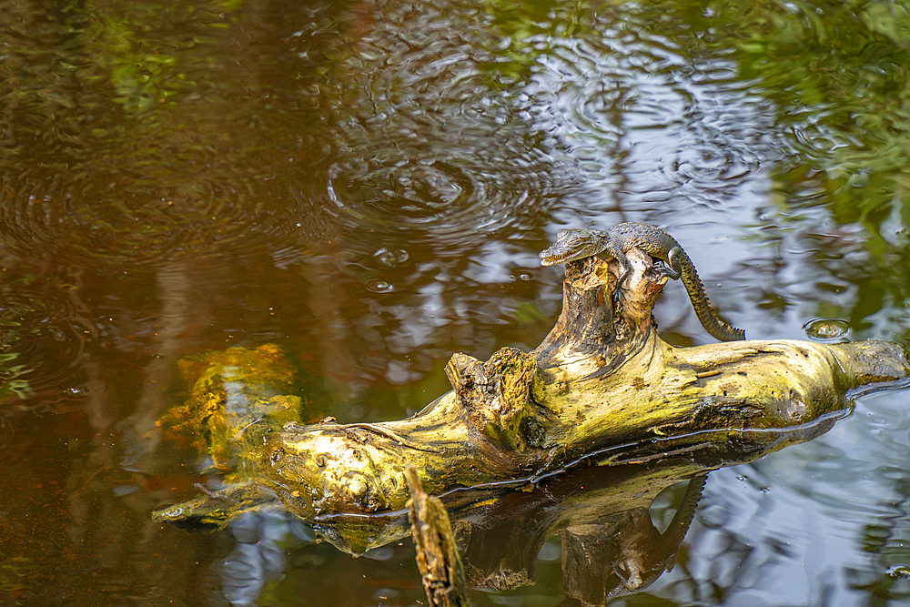 View of baby crocodile in swamp near Puerto Morelos, Quintana Roo, Caribbean Coast, Yucatan Peninsula, Riviera Maya, Mexico, North America