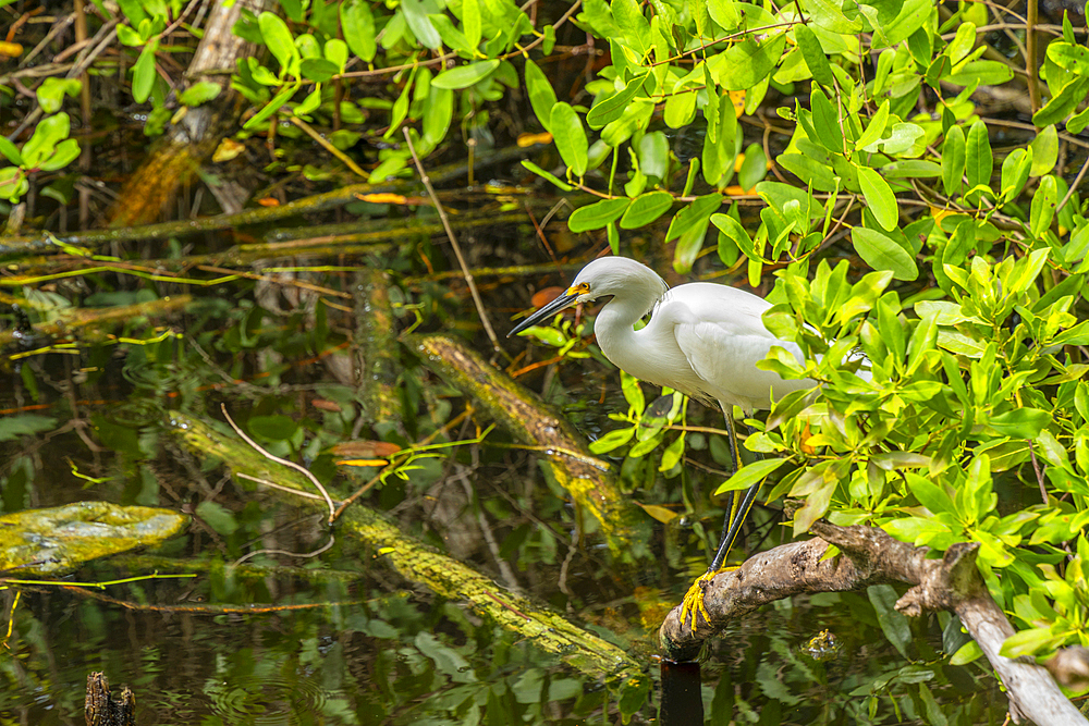 View of great white egret in swamp near Puerto Morelos, Quintana Roo, Caribbean Coast, Yucatan Peninsula, Riviera Maya, Mexico, North America