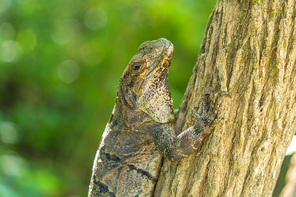 View of large iguana, Tulum, Quintana Roo, Caribbean Coast, Yucatan Peninsula, Riviera Maya, Mexico, North America