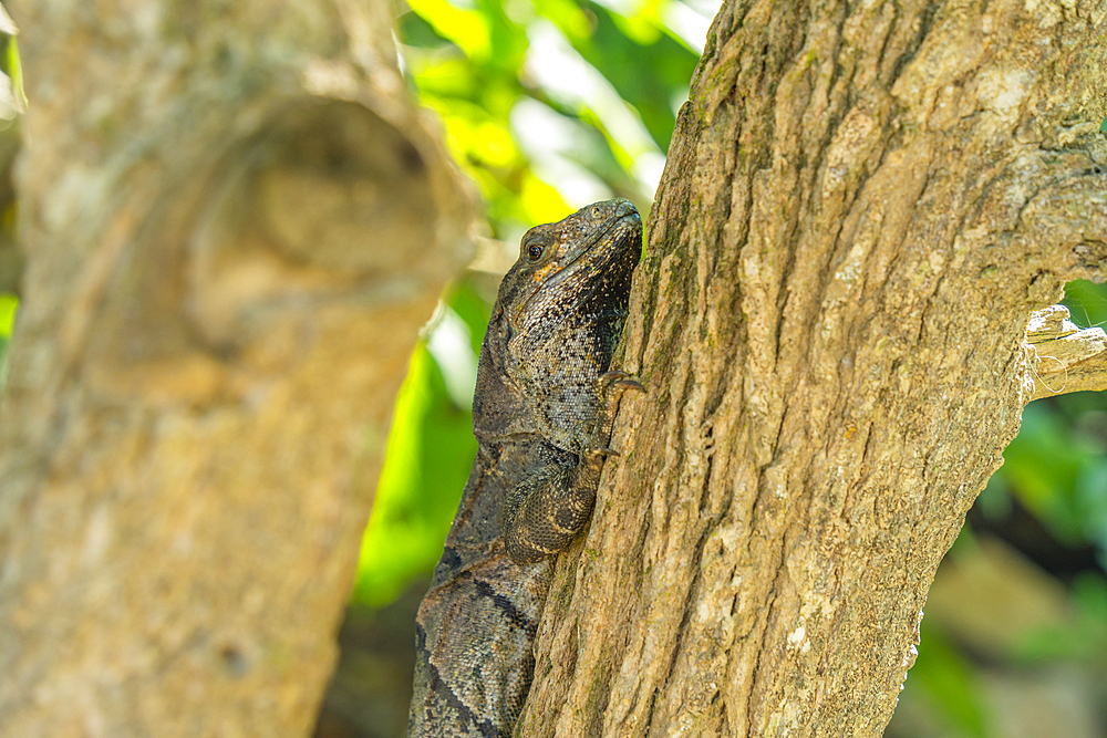 View of large iguana, Tulum, Quintana Roo, Caribbean Coast, Yucatan Peninsula, Riviera Maya, Mexico, North America