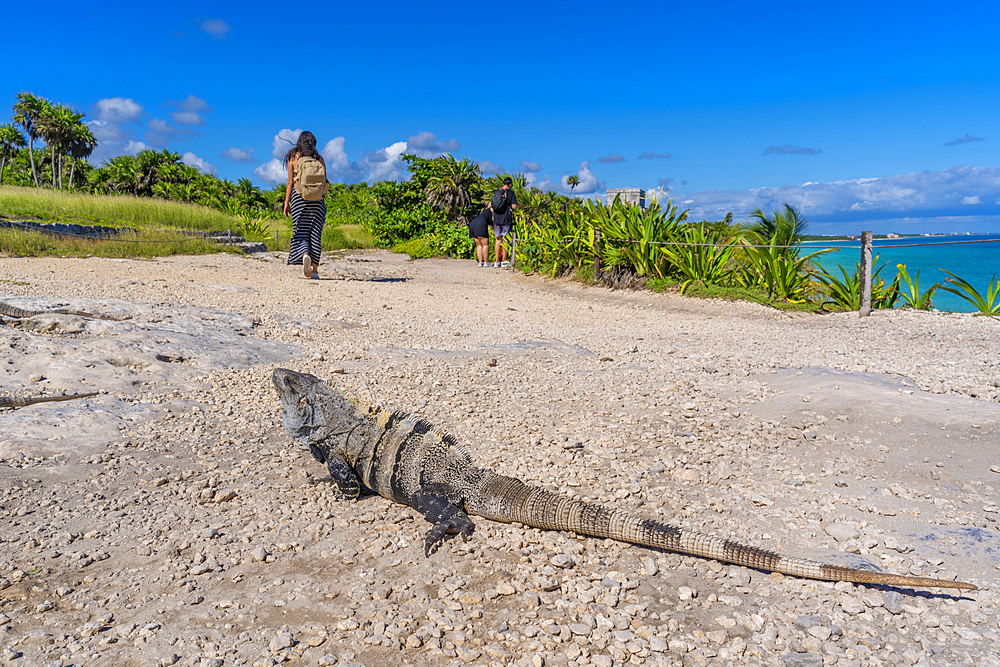 View of iguana and tourists at Mayan Temple ruins, Tulum, Quintana Roo, Caribbean Coast, Yucatan Peninsula, Riviera Maya, Mexico, North America