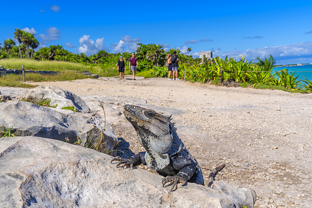 View of iguana and tourists at Mayan Temple ruins, Tulum, Quintana Roo, Caribbean Coast, Yucatan Peninsula, Riviera Maya, Mexico, North America