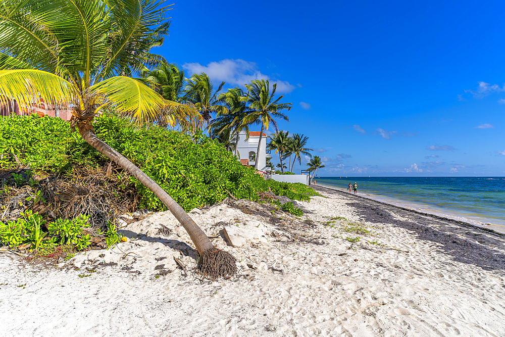 View of palm trees and hotel on beach at Puerto Morelos, Caribbean Coast, Yucatan Peninsula, Riviera Maya, Mexico, North America