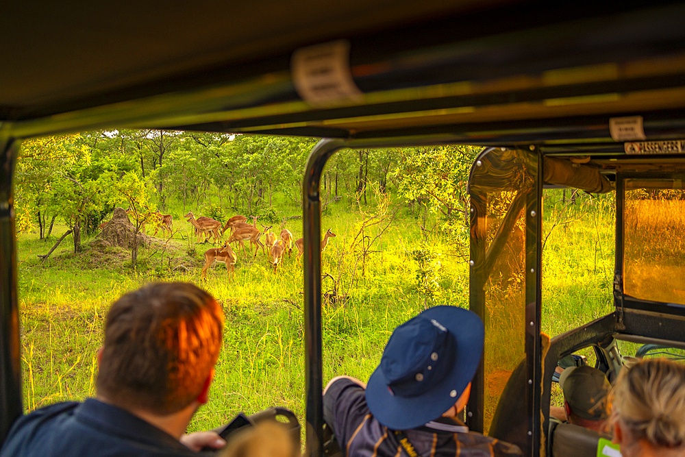 View of tourists watching young Steenboks on game drive in Kruger National Park, South Africa, Africa