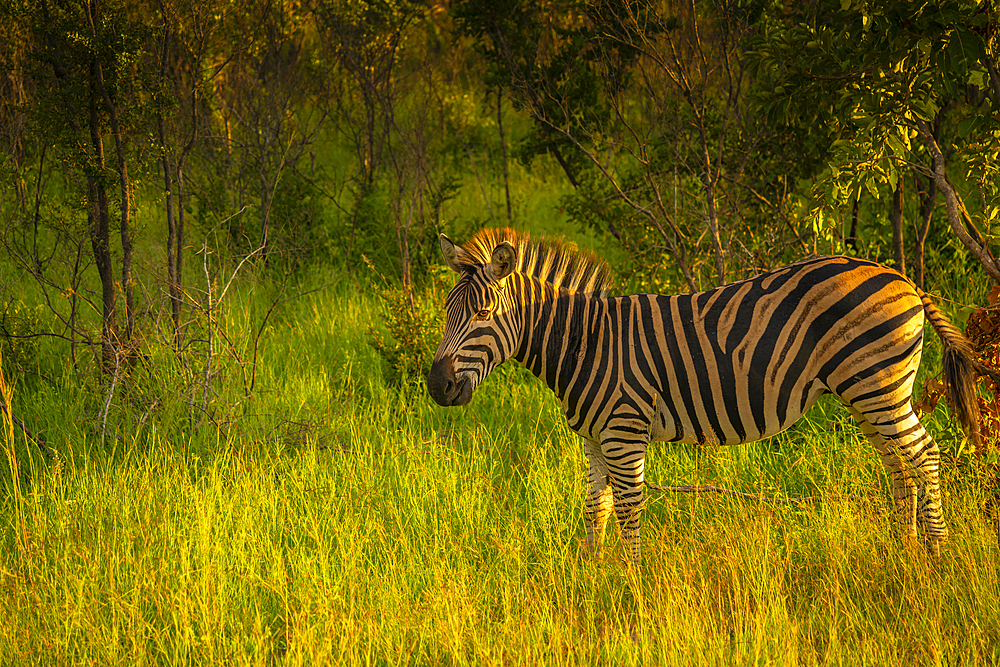 View of Zebra on game drive in Kruger National Park, South Africa, Africa