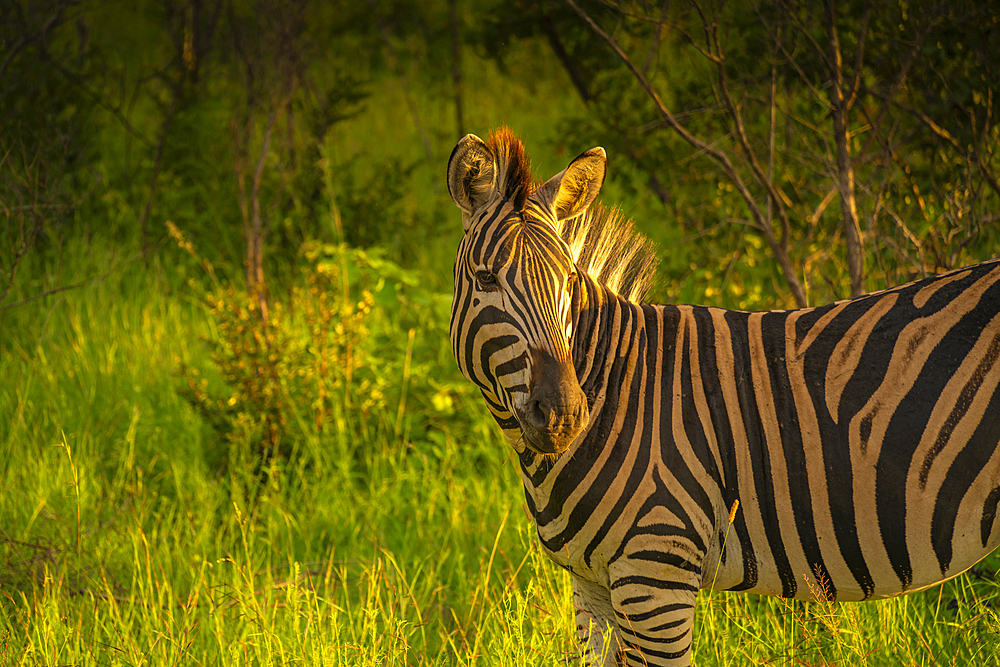 View of Zebra on game drive in Kruger National Park, South Africa, Africa