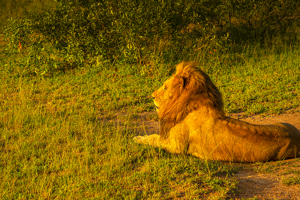 View of Ingonyama the Swazi name for lion in natural habitat on game drive in Kruger National Park, South Africa, Africa