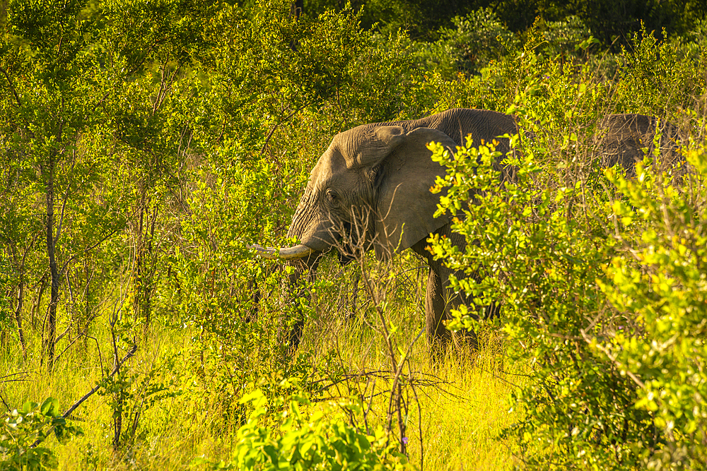 View of African elephant in its natural habitat on game drive in Kruger National Park, South Africa, Africa