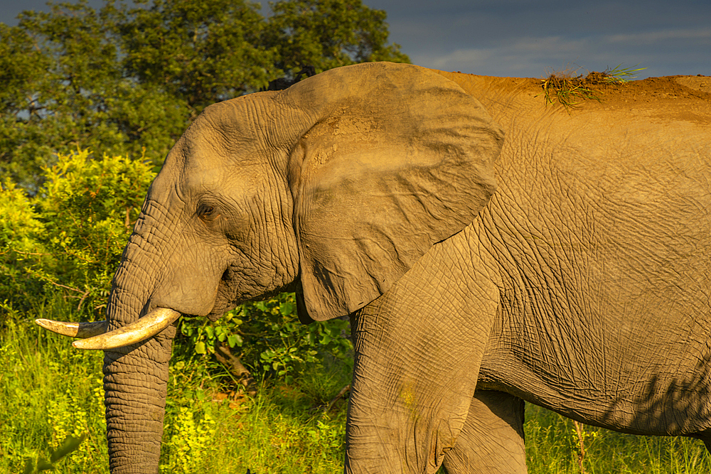 View of African elephant in its natural habitat on game drive in Kruger National Park, South Africa, Africa