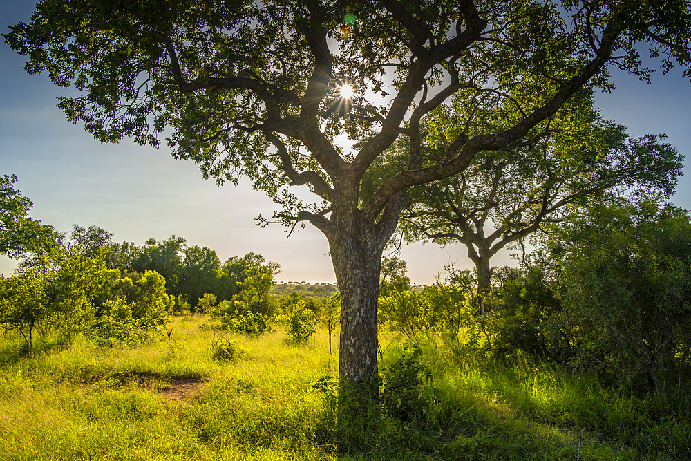 View of trees and bushes on game drive in Kruger National Park, South Africa, Africa