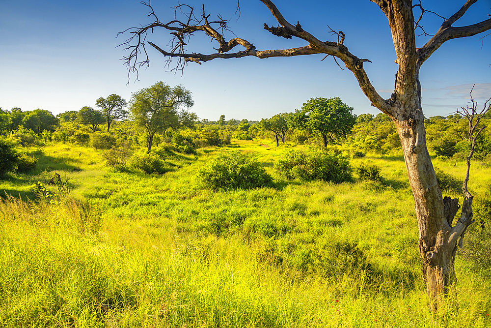 View of trees and bushes on game drive in Kruger National Park, South Africa, Africa