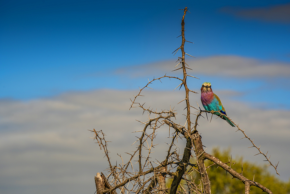 View of a Lilac-breasted Roller in a tree on game drive in Kruger National Park, South Africa, Africa