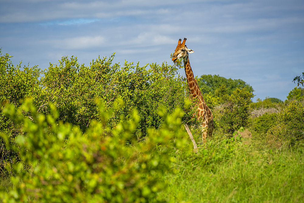 View of Southern giraffe (Giraffa camelopardalis giraffa) on game drive in Kruger National Park, South Africa, Africa