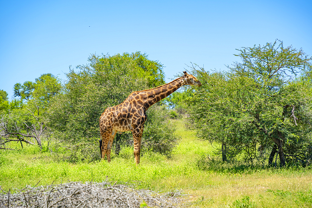 View of Southern giraffe (Giraffa camelopardalis giraffa) on game drive in Kruger National Park, South Africa, Africa