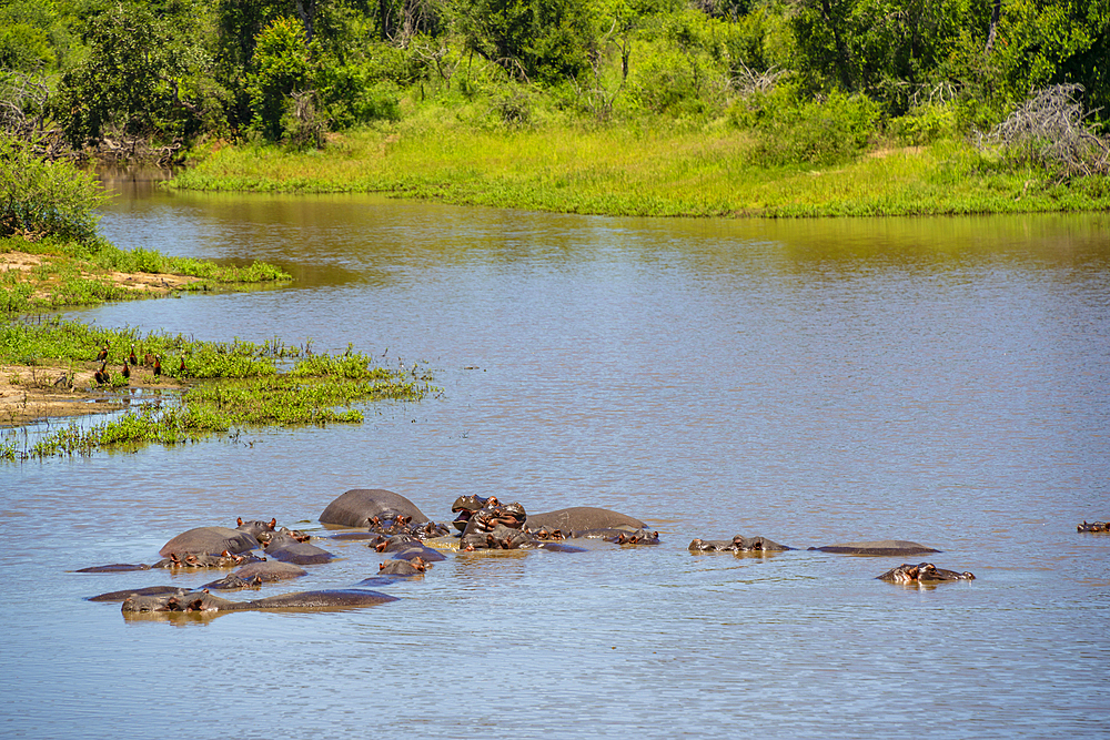 View of Hippopotamus (Hippopatamus amphibius), adult, in water, in Kruger National Park, South Africa, Africa