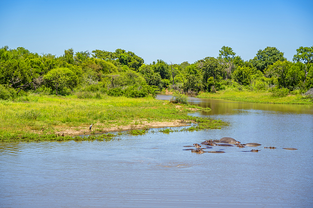 View of Hippopotamus (Hippopatamus amphibius), adult, in water, in Kruger National Park, South Africa, Africa