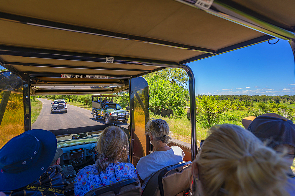 View of elephants and people in safari vehicles in Kruger National Park, South Africa, Africa