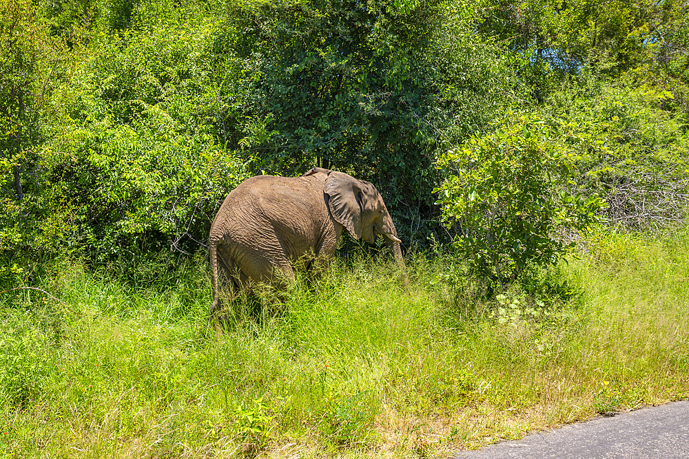 View of African elephant in its natural habitat, on game drive in Kruger National Park, South Africa, Africa