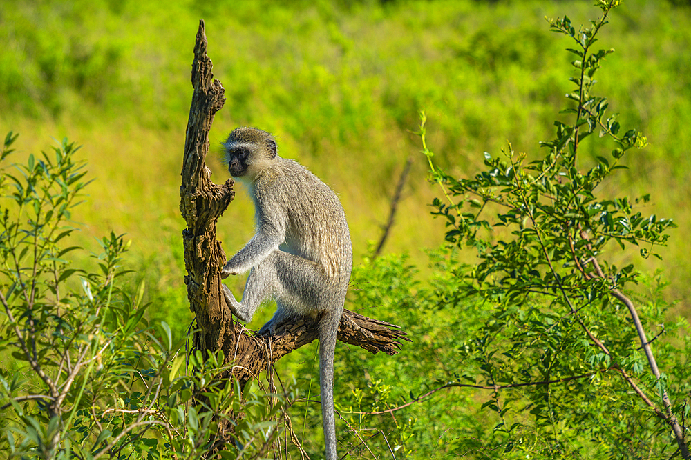 View of Vervet monkey in Hluhluwe-Imfolozi Park (Umfolozi), the oldest nature reserve in Africa, KwaZulu-Natal Province, South Africa, Africa