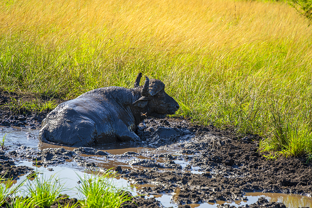 View of buffalo in Hluhluwe-Imfolozi Park (Umfolozi), the oldest nature reserve in Africa, KwaZulu-Natal Province, South Africa, Africa